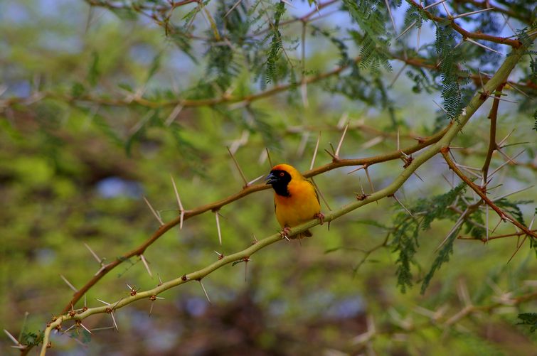 748 Namibia Okt 2006 Maskenweber-Vogel.JPG